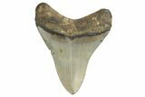 Fossil Megalodon Tooth - North Carolina #190787-1